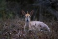 Il s'agit d'une très petite antilope dont la caractéristique est de dresser la houpe entre les deux oreilles quand elle se trouve en alerte.La coloration varie selon la région où elle habite(19 sous espéces ont été décrites) mammiferes afrique antilope céphalope 